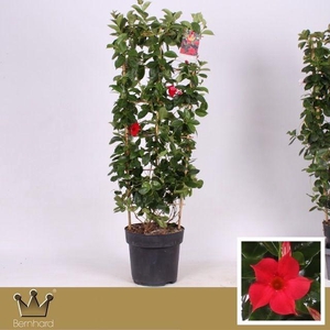 Sundaville P27 Rek Classic Red