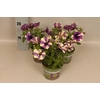 Petunia Blueberry Sky
