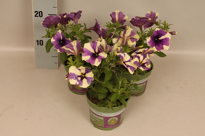 Petunia Blueberry Sky