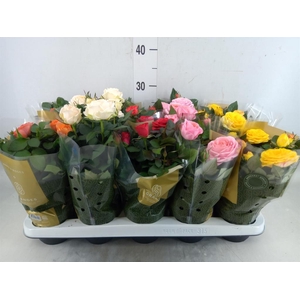 Rosa  'Kordana Grande'   ...mix