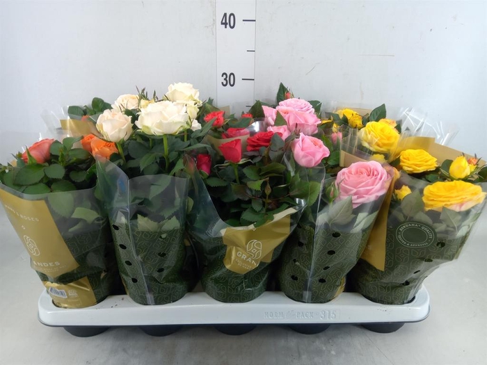 <h4>Rosa  'Kordana Grande'   ...mix</h4>