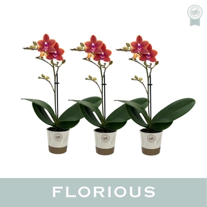No9 Phalanopsis 1 Tak Oranje