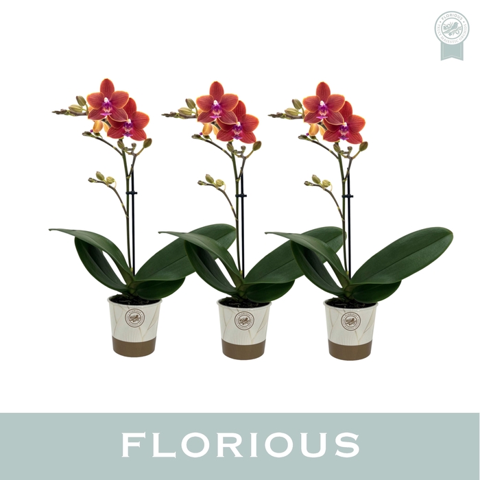<h4>No9 Phalanopsis 1 Tak Oranje</h4>
