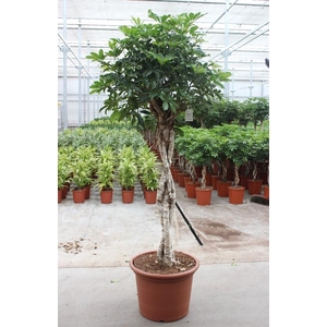 Schefflera arboricola 'Compacta'
