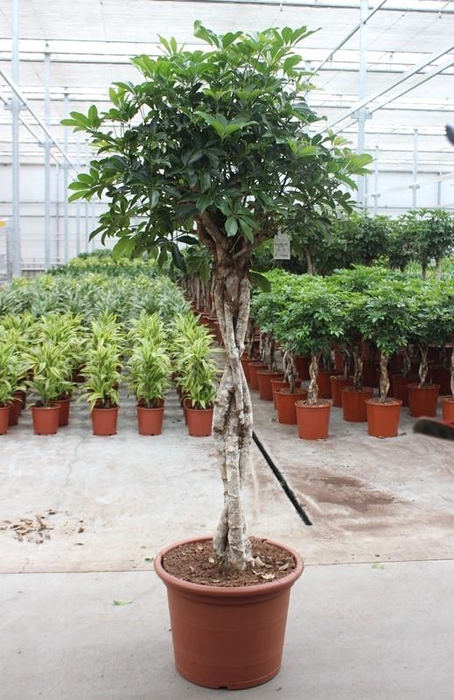 <h4>Schefflera arboricola 'Compacta'</h4>