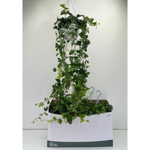 Hedera helix Mein Herz