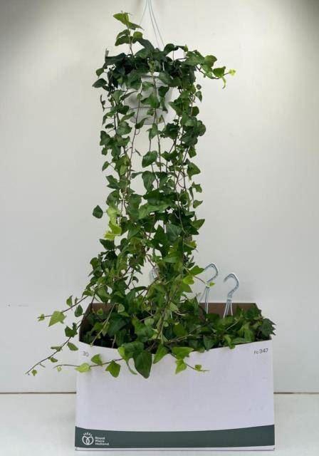 <h4>Hedera helix Mein Herz</h4>