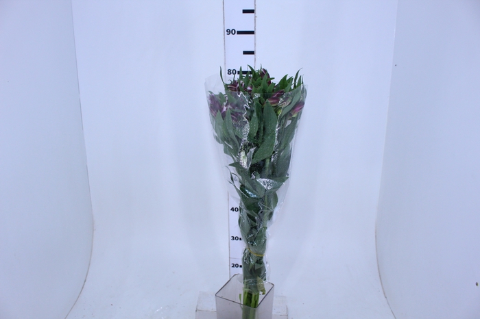 ALSTROEMERIA MAYFAIR 080 CM