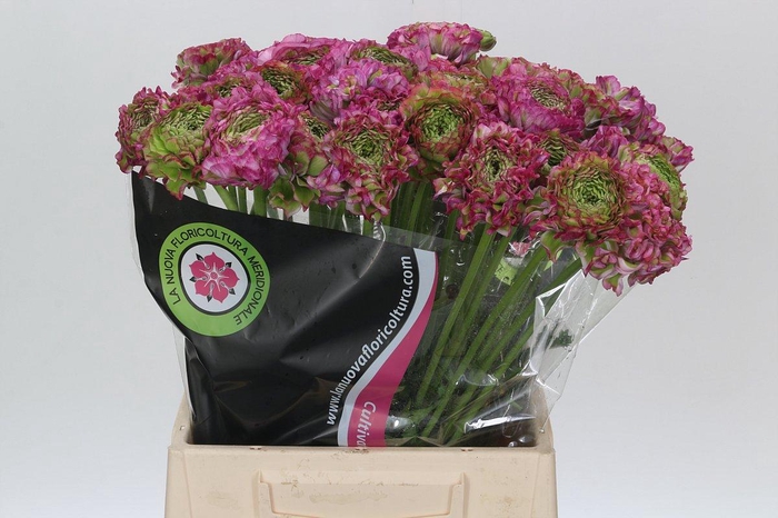 <h4>Ranunculus Pon Pon Malva</h4>