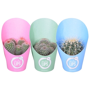 MoreLIPS® Bolcactus op rij 10,5 cm in potcover vanaf 1 fust