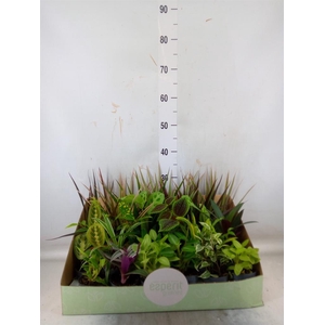 Planten  ..mix