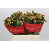 Hypericum Mellow Romance