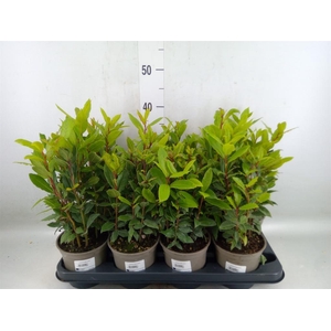 Laurus nobilis