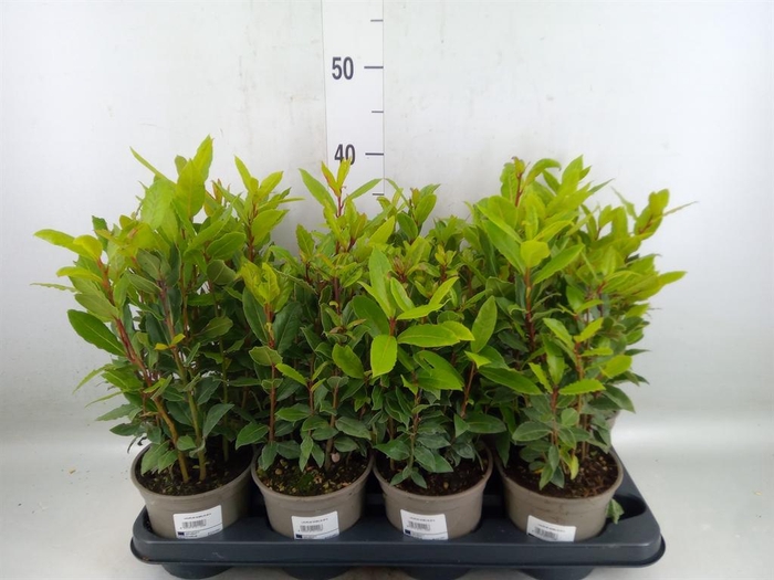 <h4>Laurus nobilis</h4>