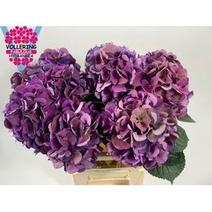 <h4>HYDR M ROYAL KING CL</h4>