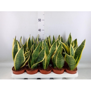 Sansevieria trifa. 'Futura Superba'