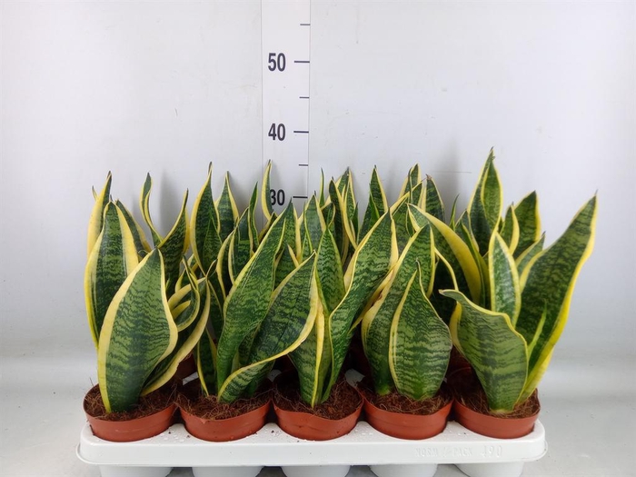 <h4>Sansevieria trifa. 'Futura Superba'</h4>