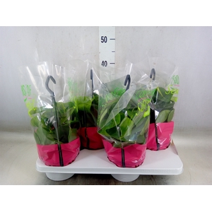 Philodendron scand.