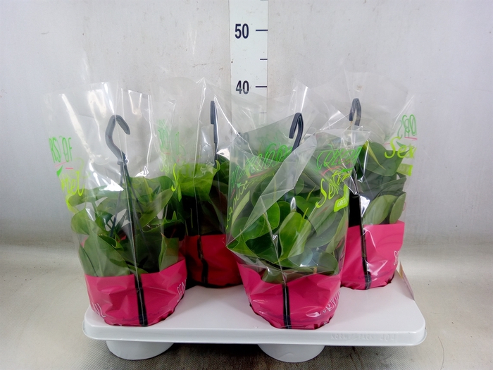 <h4>Philodendron scand.</h4>