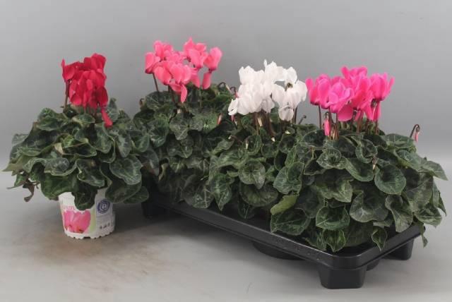 <h4>CYCL GR SUP XL</h4>