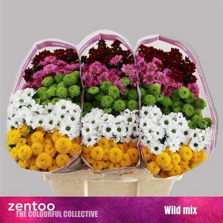 <h4>Chr S Gem Wild</h4>