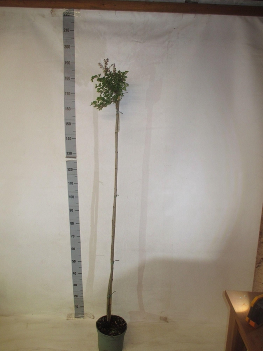 <h4>SYRI MEY PALIBIN</h4>