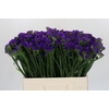 Limonium sinuatum Navy Sun Birds