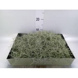 Tillandsia usneoides