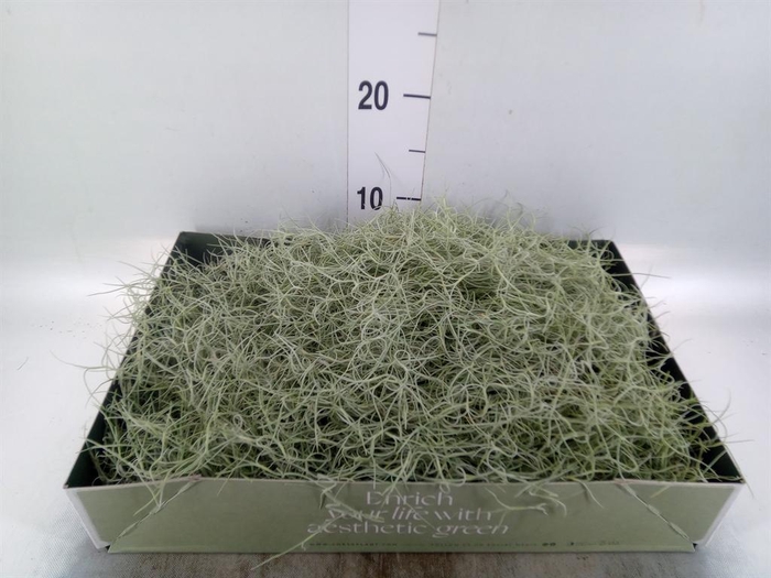 <h4>Tillandsia usneoides</h4>