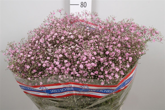 <h4>Gyps Pa My Pink</h4>