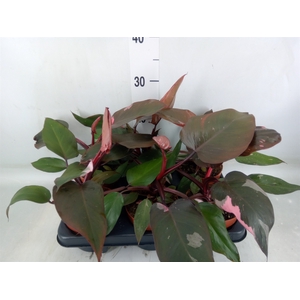 Philodendron   ...