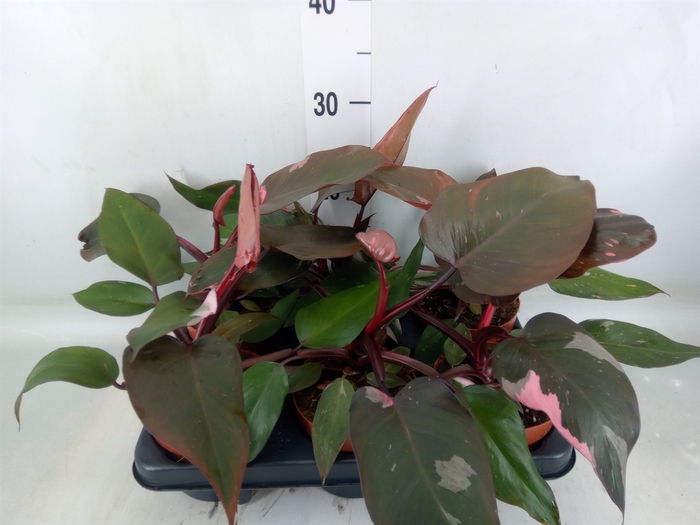 <h4>Philodendron   ...</h4>