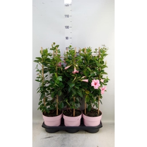 Mandevilla am. 'Sundav Flaming Pk'