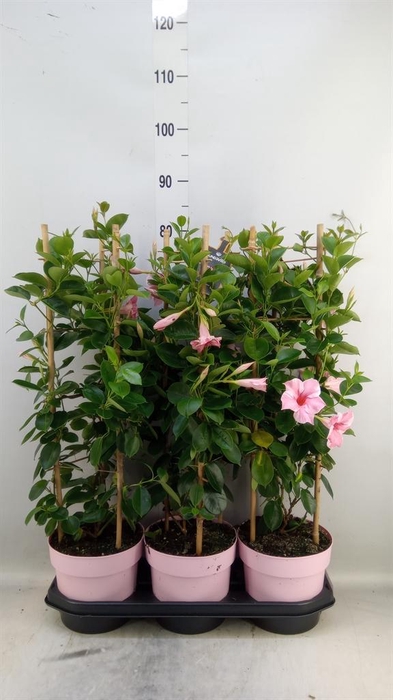 <h4>Mandevilla am. 'Sundav Flaming Pk'</h4>