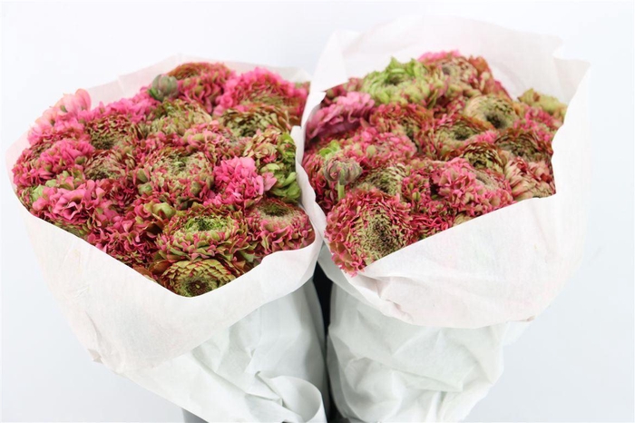 <h4>Ran Ponpon Ex Alladin</h4>