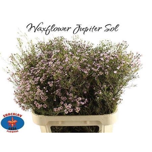 Chame Un Jupiter Sol