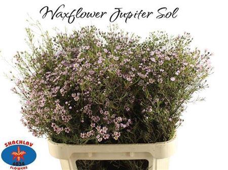 <h4>Chame Un Jupiter Sol</h4>