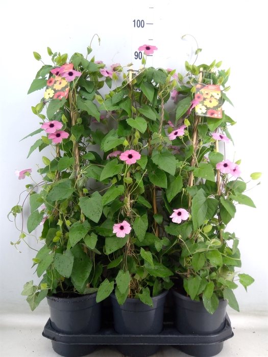 <h4>Thunbergia alata 'Rose Sensation'</h4>