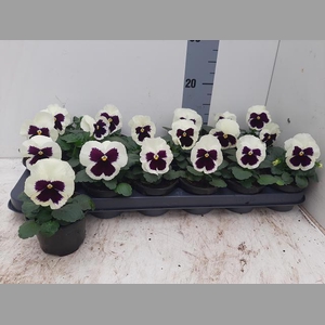 VIO WI DEL WHI+BLOTC