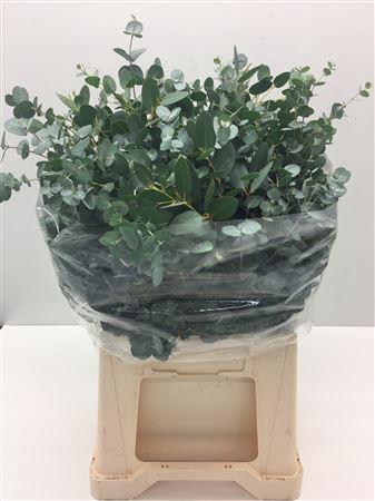 <h4>Euc Gunni Kort</h4>