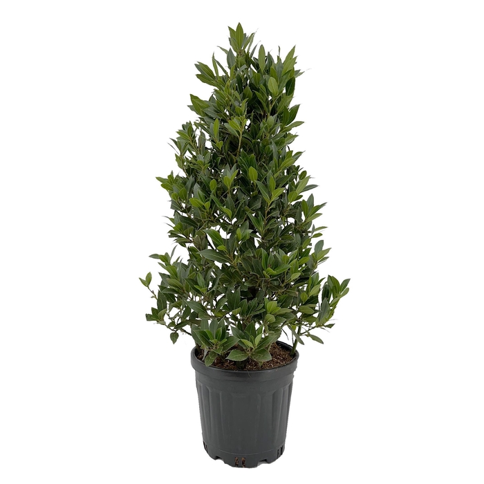 <h4>Laurus nobilis Piramide</h4>