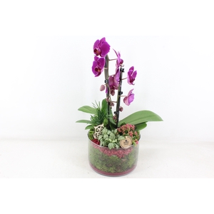 arr2 PL - Glas cilinder phal. lila