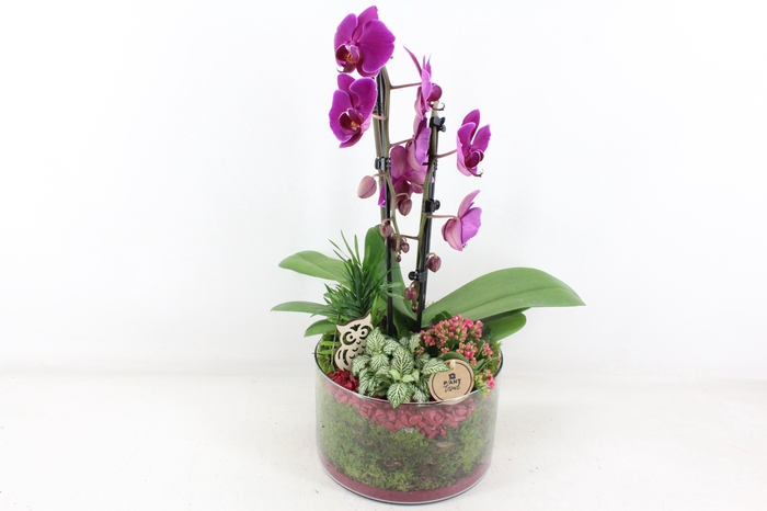 <h4>arr2 PL - Glas cilinder phal. lila</h4>