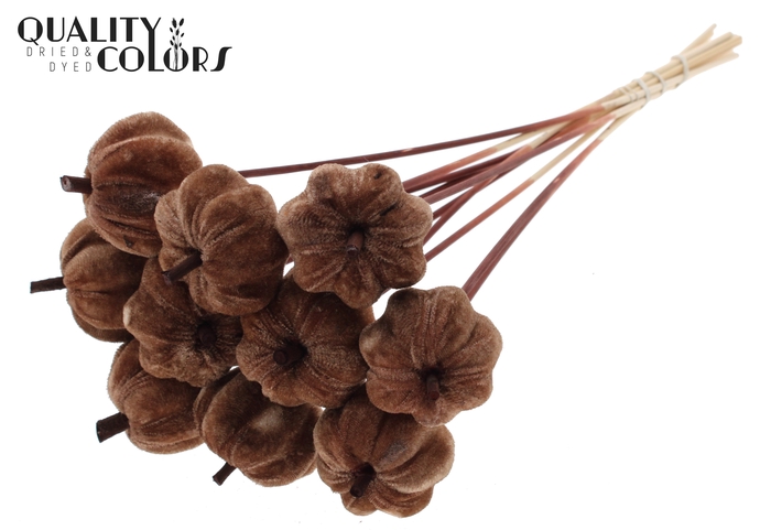 Velvet Pumpkin Ø6cm on stem Brown