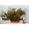 Banksia Ericifolia