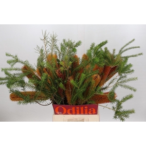 Banksia Ericifolia