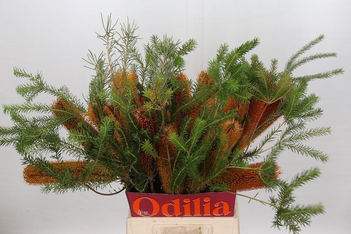 <h4>Banksia Ericifolia</h4>