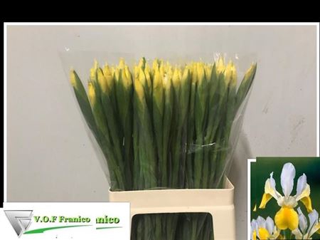 <h4>Iris Apollo Geel</h4>