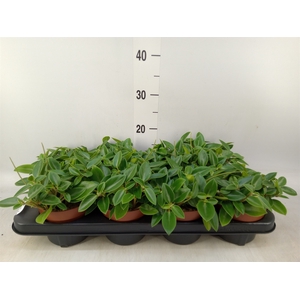 Peperomia pros. 'Pixie'