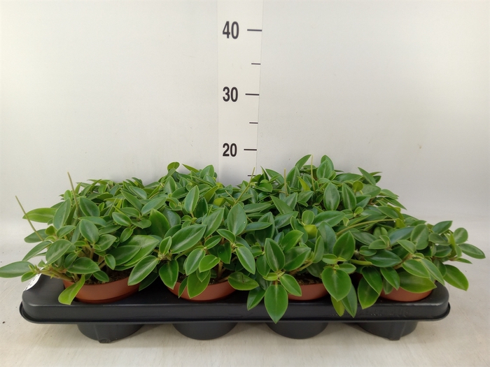 <h4>Peperomia pros. 'Pixie'</h4>